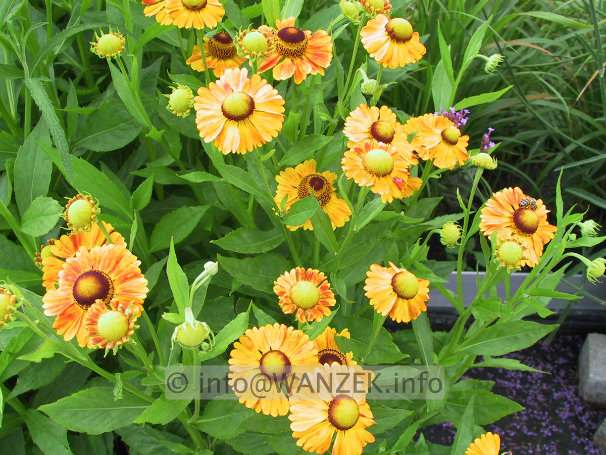 Helenium Hybride Waltraud 2.JPG
